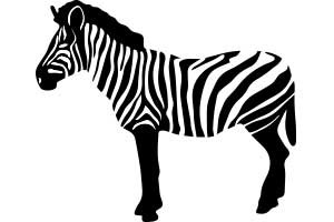 zebra